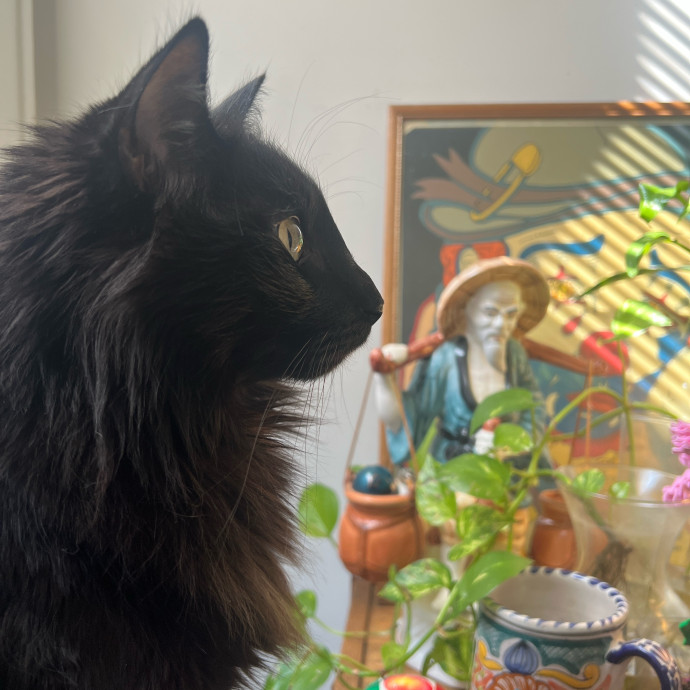 The Haus Cats Of Nj