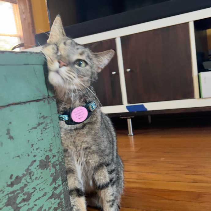 The Haus Cats Of Nj
