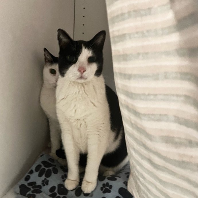 The Haus Cats Of Nj