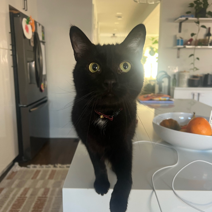 The Haus Cats Of Nj