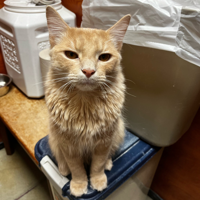 The Haus Cats Of Nj
