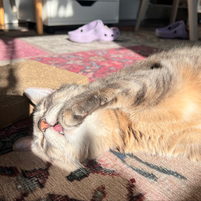 The Haus Cats Of Nj