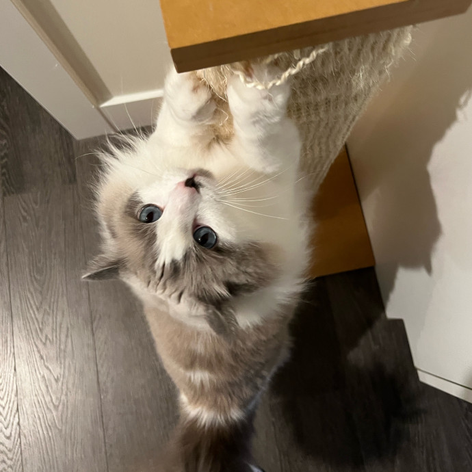 The Haus Cats Of Nj