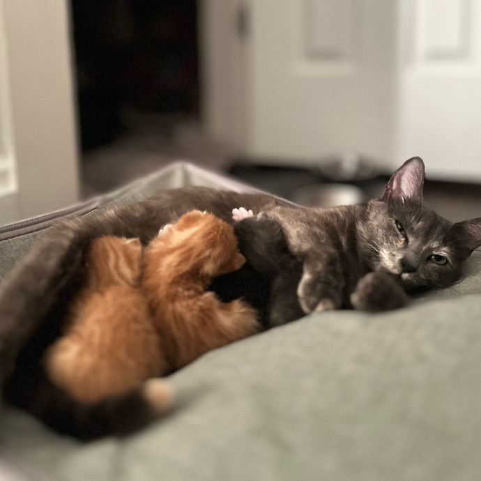 The Haus Cats Of Nj