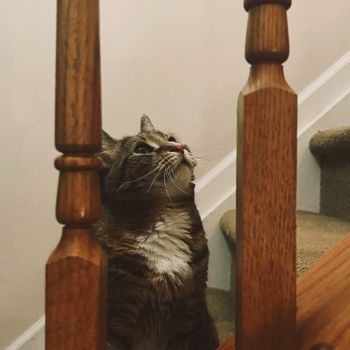 The Haus Cats Of Nj