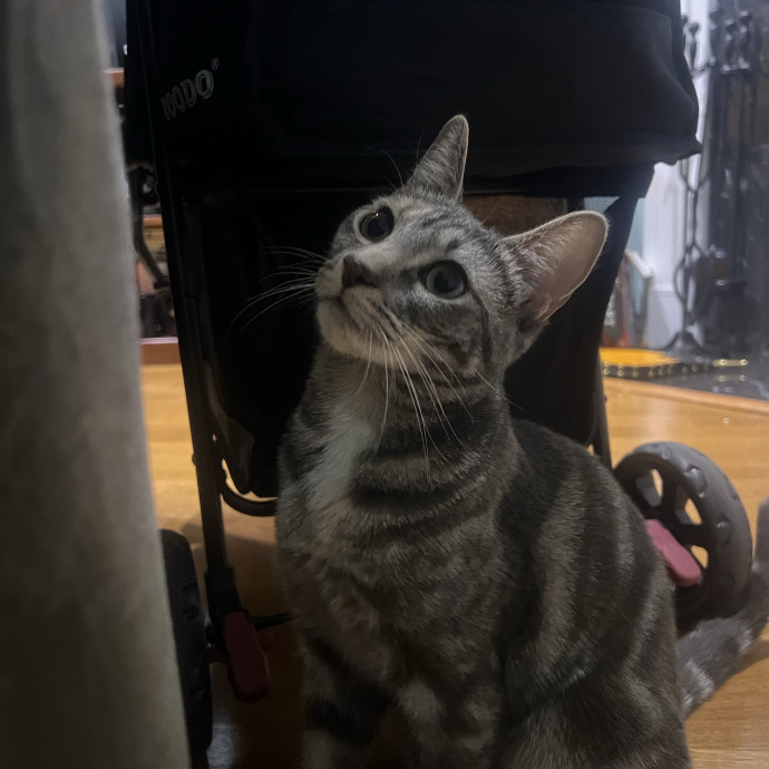 The Haus Cats Of Nj