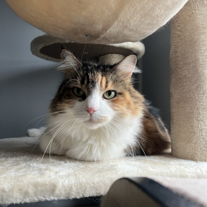 The Haus Cats Of Nj