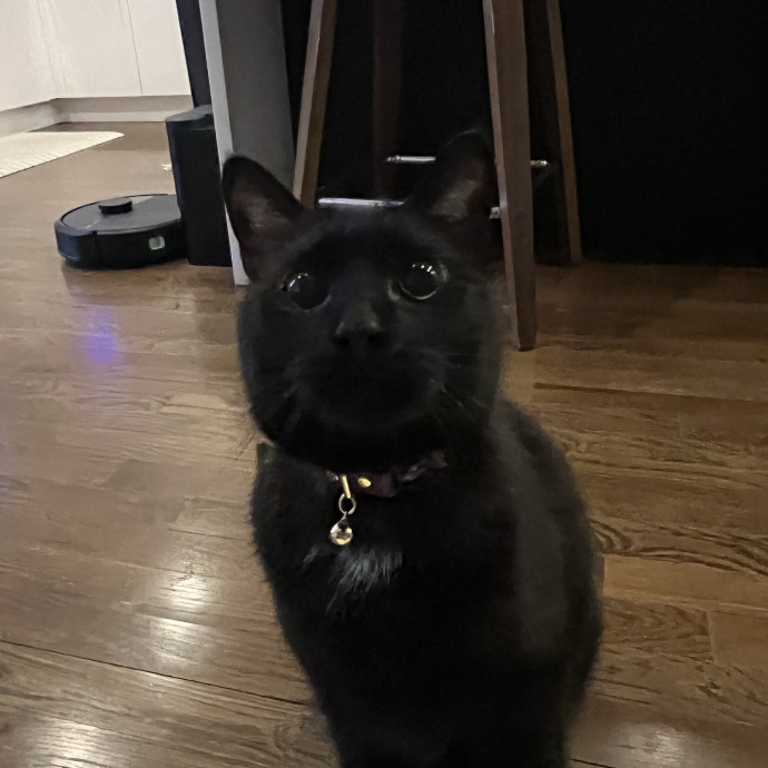 The Haus Cats Of Nj