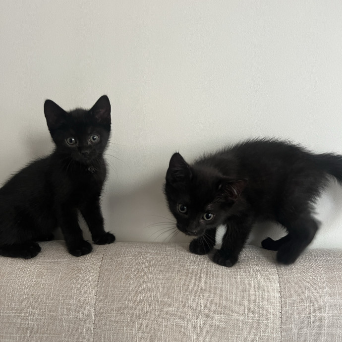 The Haus Cats Of Nj