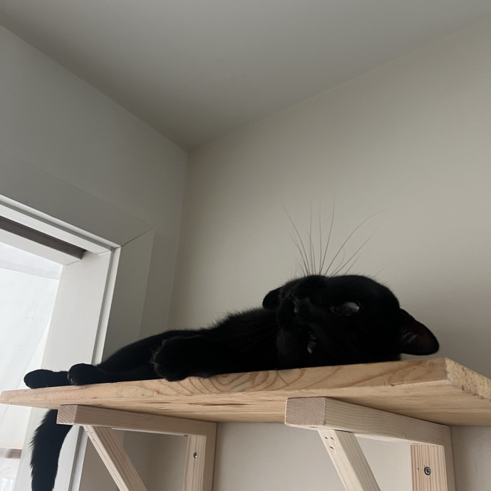 The Haus Cats Of Nj photo 3