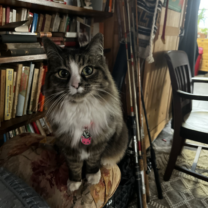 The Haus Cats Of Nj photo 2