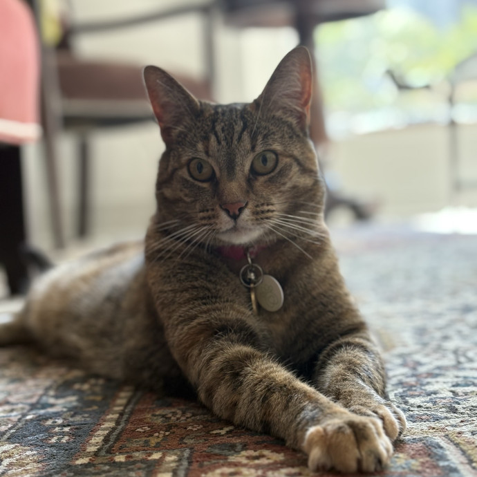 Gentle And Loving Sitter W Experience