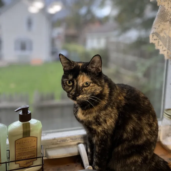 Gentle And Loving Sitter W Experience