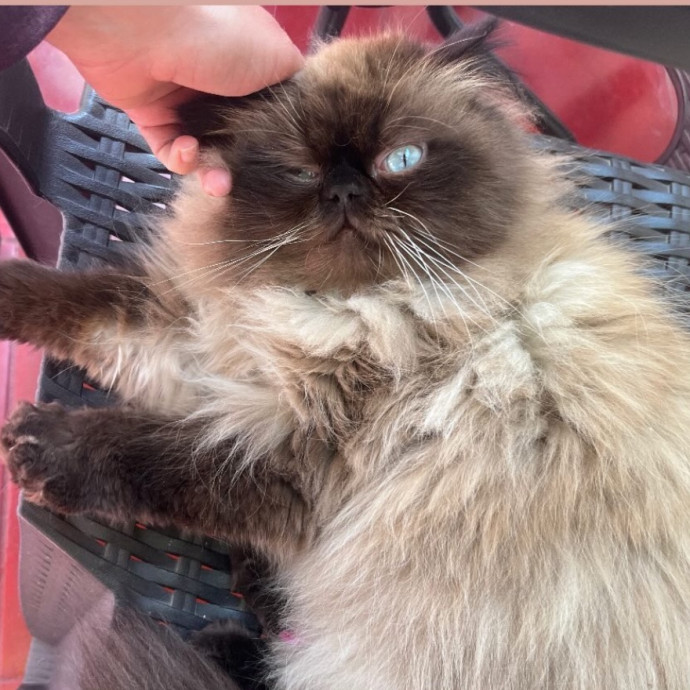 Gentle And Loving Sitter W Experience