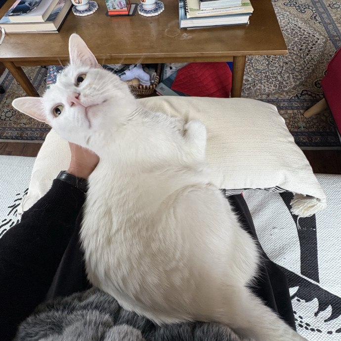 Gentle And Loving Sitter W Experience