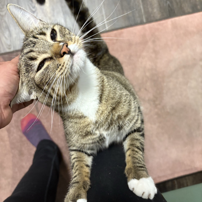 Gentle And Loving Sitter W Experience