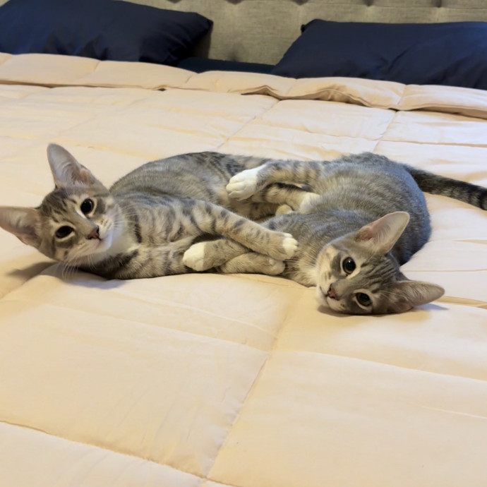 Gentle And Loving Sitter W Experience