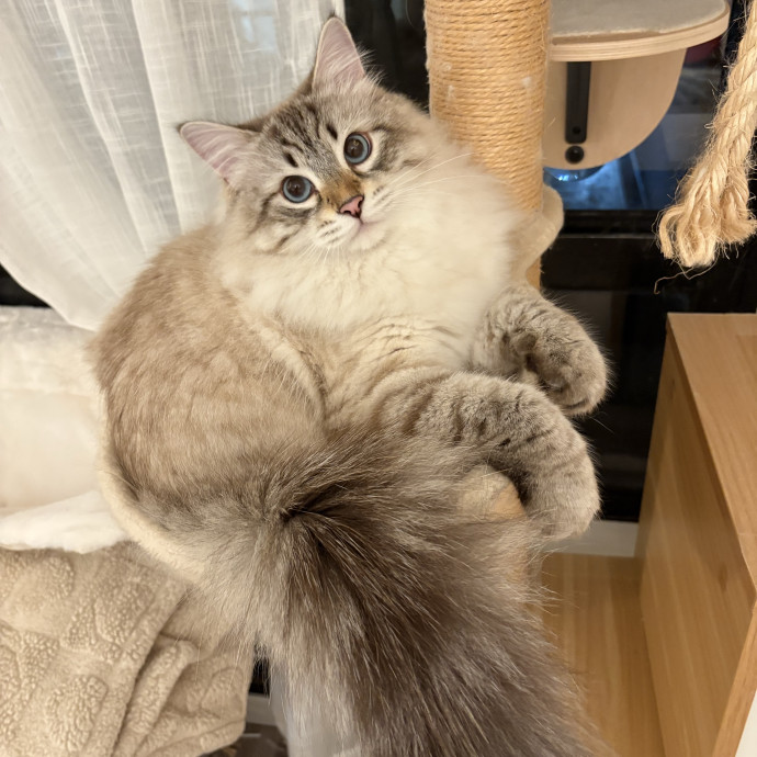 Gentle And Loving Sitter W Experience