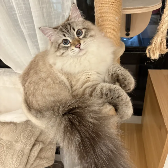 Gentle And Loving Sitter W Experience