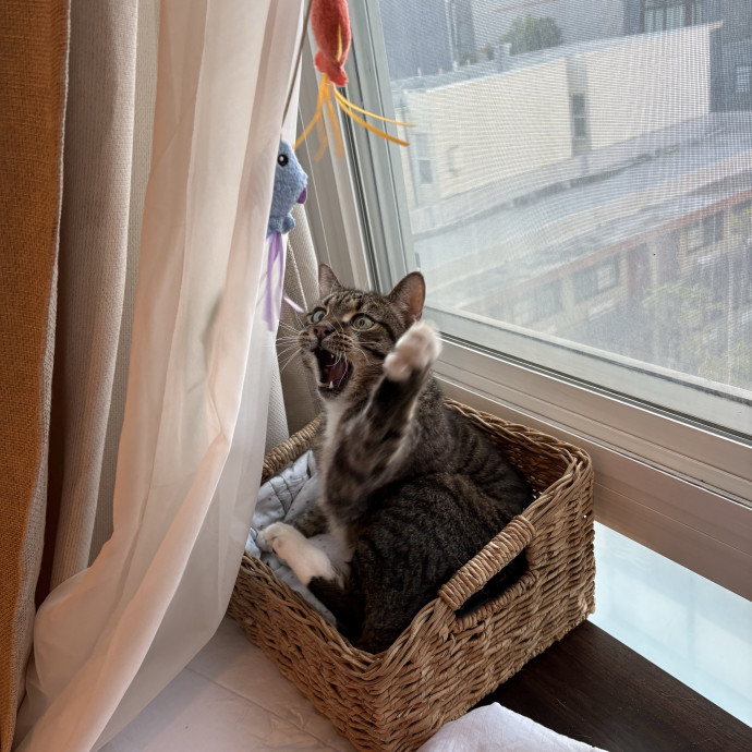Gentle And Loving Sitter W Experience