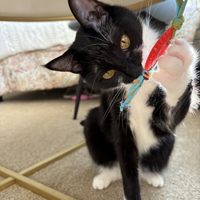 Gentle And Loving Sitter W Experience