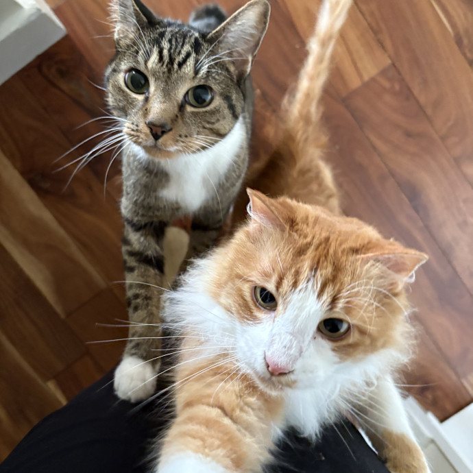Gentle And Loving Sitter W Experience