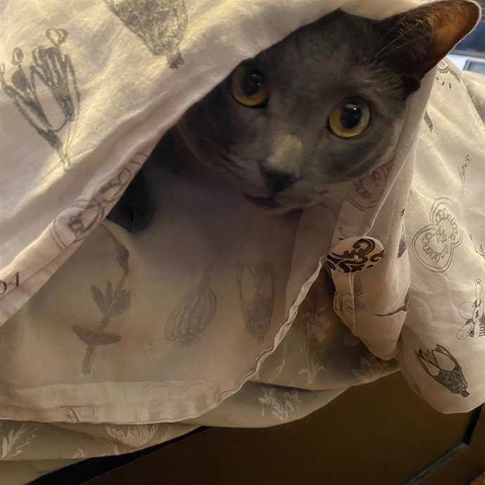 Rosemary's Kitten Sitten'