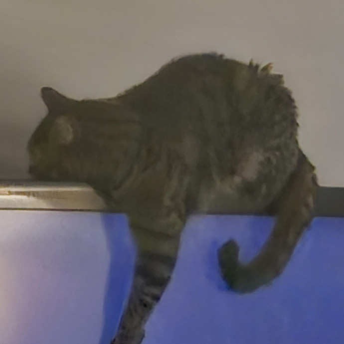 Dedicated Cat Dad