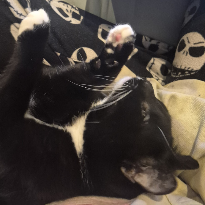 Dedicated Cat Dad photo 3