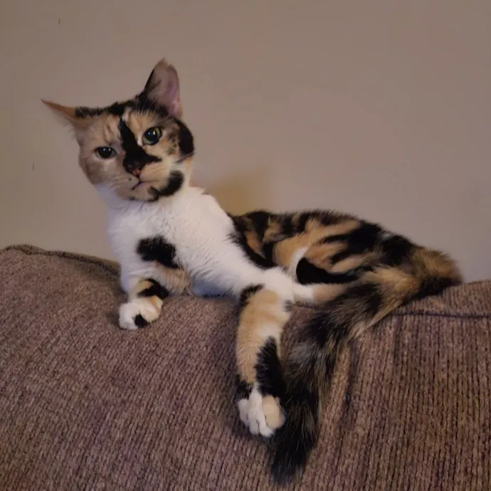 Ensuring Your Cat's Safety And Comfort
