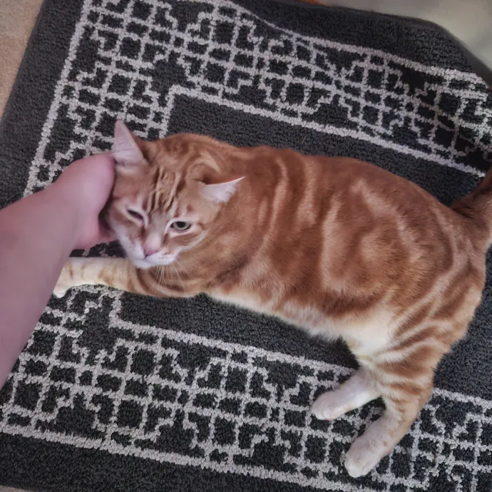 Ensuring Your Cat's Safety And Comfort