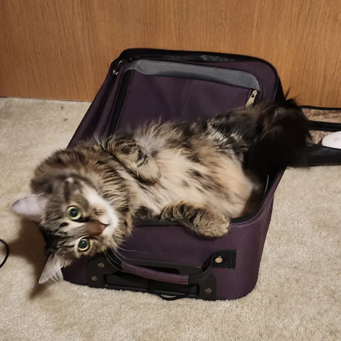 Ensuring Your Cat's Safety And Comfort