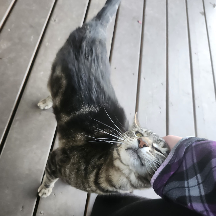Ash's Cat Care - Ensuring Love