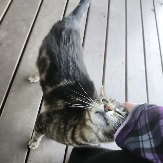 Ensuring Your Cat's Safety And Comfort