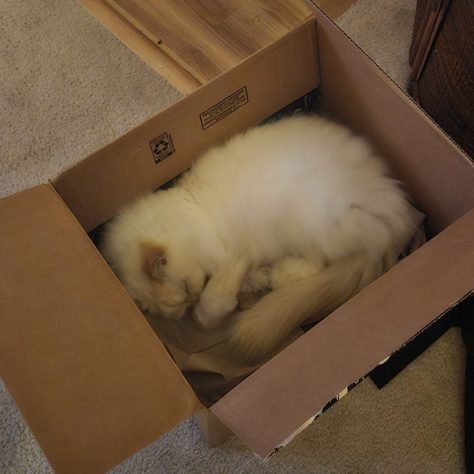 Ash's Cat Care - Ensuring Love