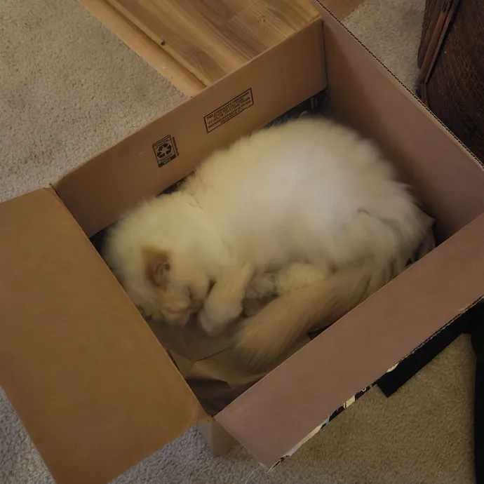 Ensuring Your Cat's Safety And Comfort