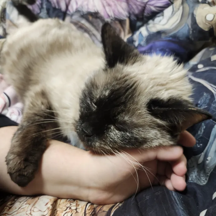 Ensuring Your Cat's Safety And Comfort