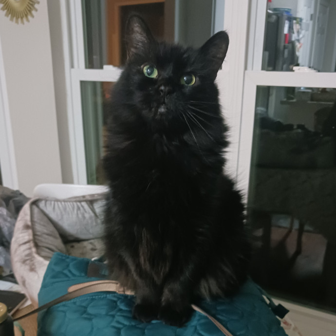 Ash's Cat Care - Ensuring Love