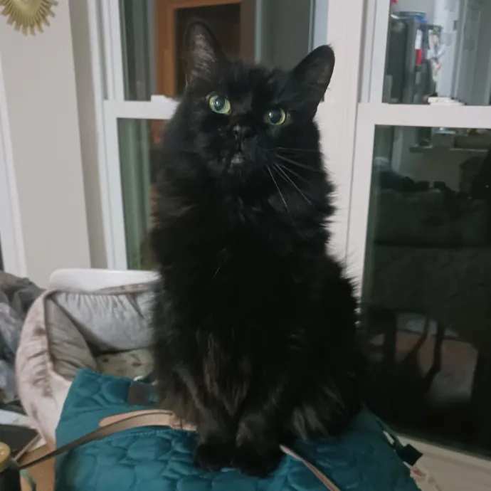 Ensuring Your Cat's Safety And Comfort