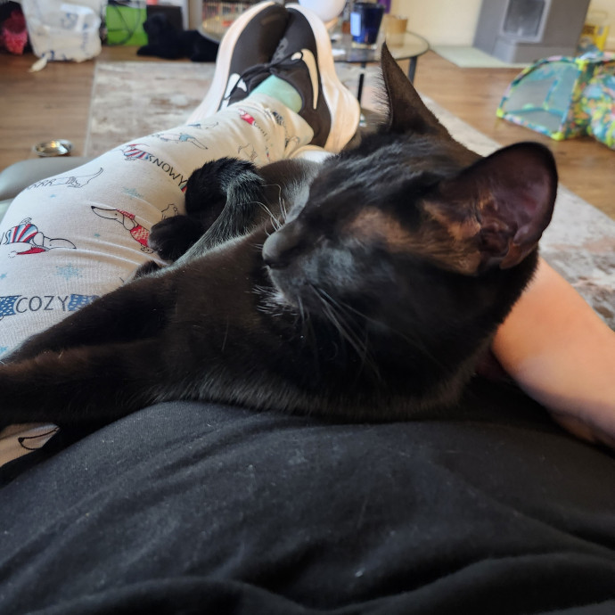 Ash's Cat Care - Ensuring Love