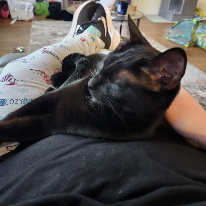 Ensuring Your Cat's Safety And Comfort