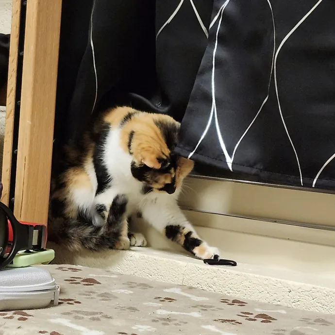 Ensuring Your Cat's Safety And Comfort