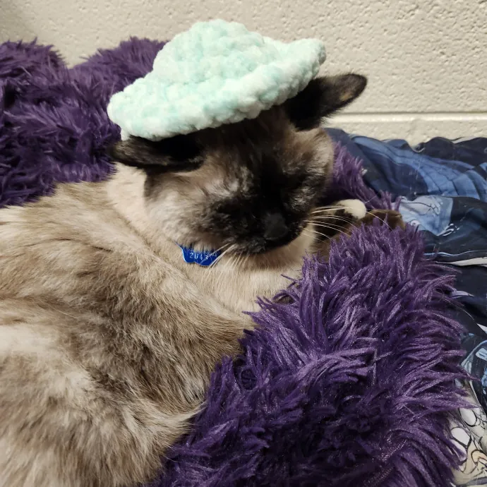 Ensuring Your Cat's Safety And Comfort