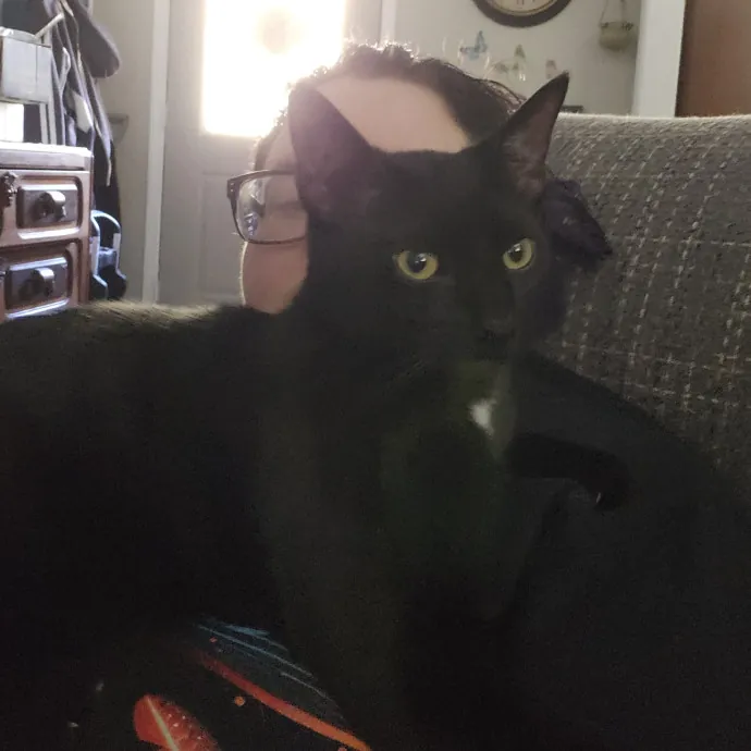 Ensuring Your Cat's Safety And Comfort photo 4