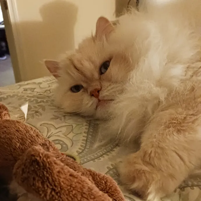 Ensuring Your Cat's Safety And Comfort photo 2