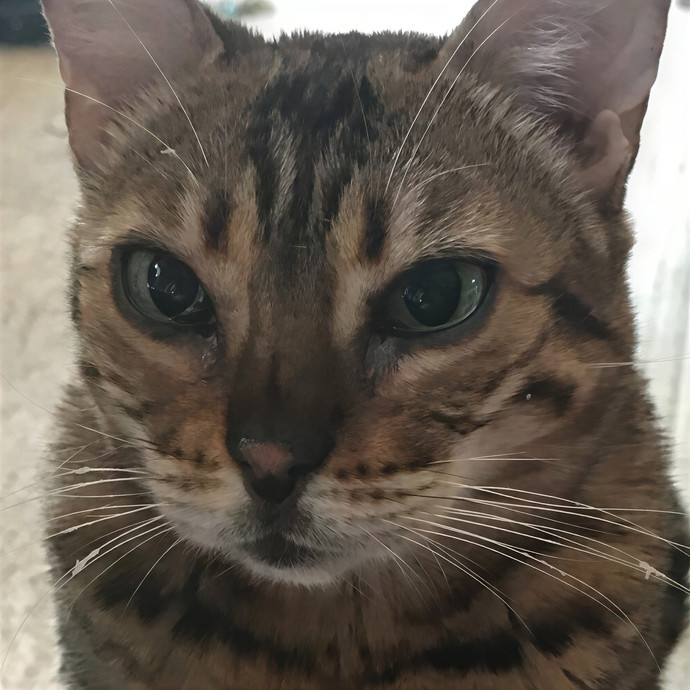 Lori's Purrtastic Kitty Sitting