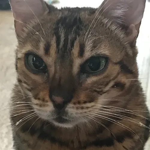 Lori's Purrtastic Kitty Sitting