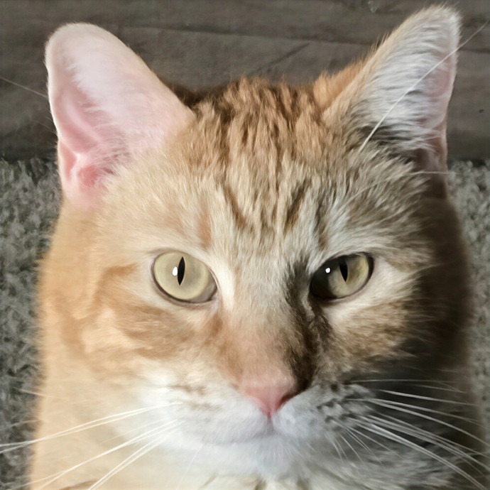 Lori's Purrtastic Kitty Sitting