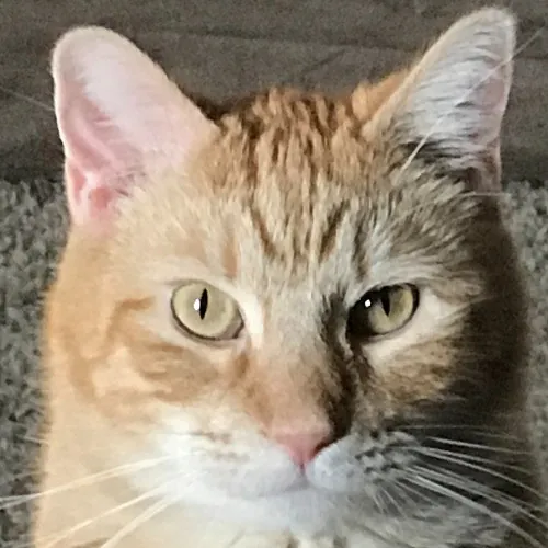 Lori's Purrtastic Kitty Sitting