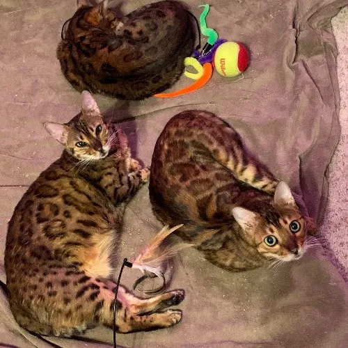 Lori's Purrtastic Kitty Sitting